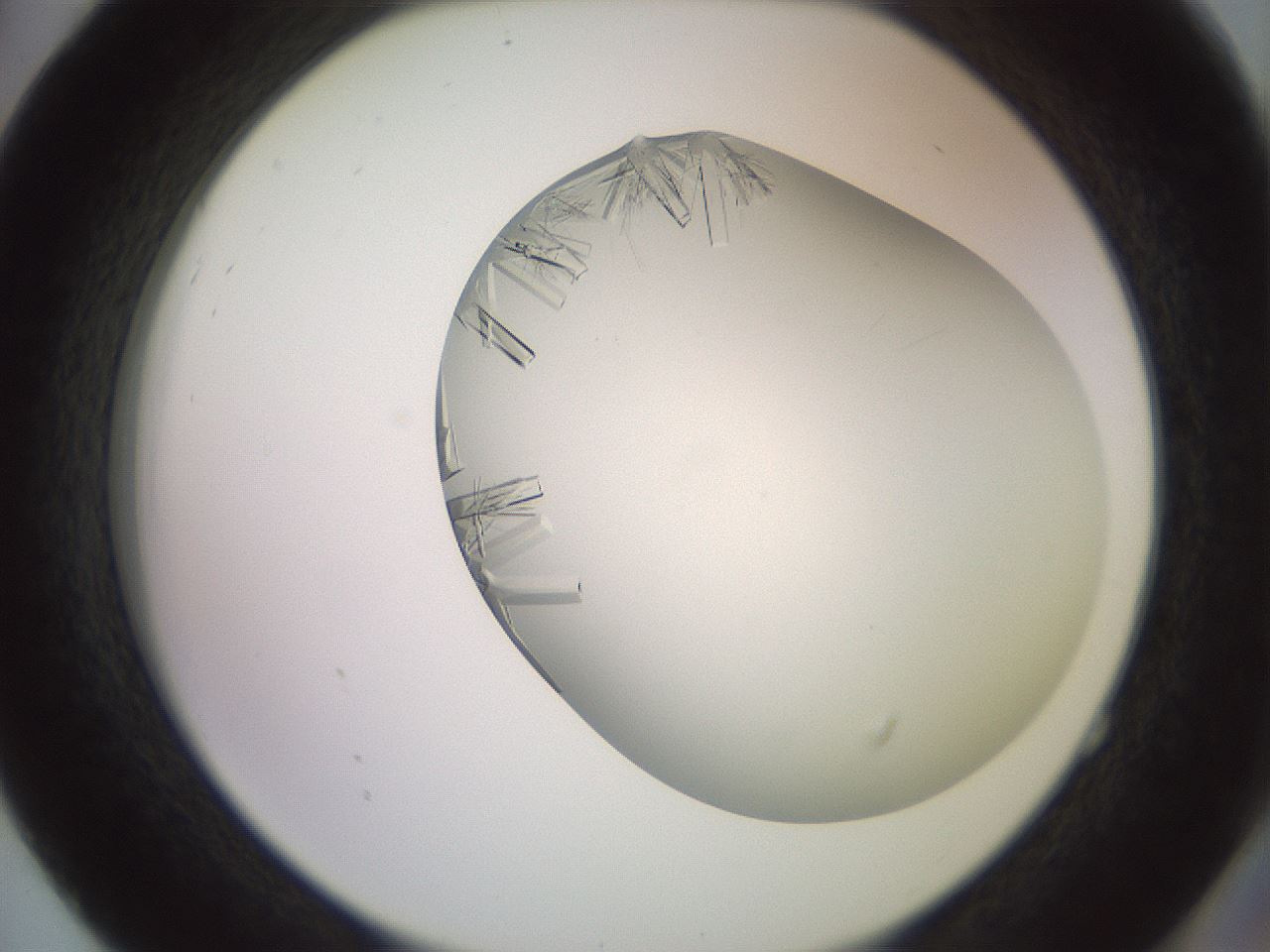folderID559_plateID2559_batchID12940_wellNum52_profileID1_d2_r196048_ef.jpg