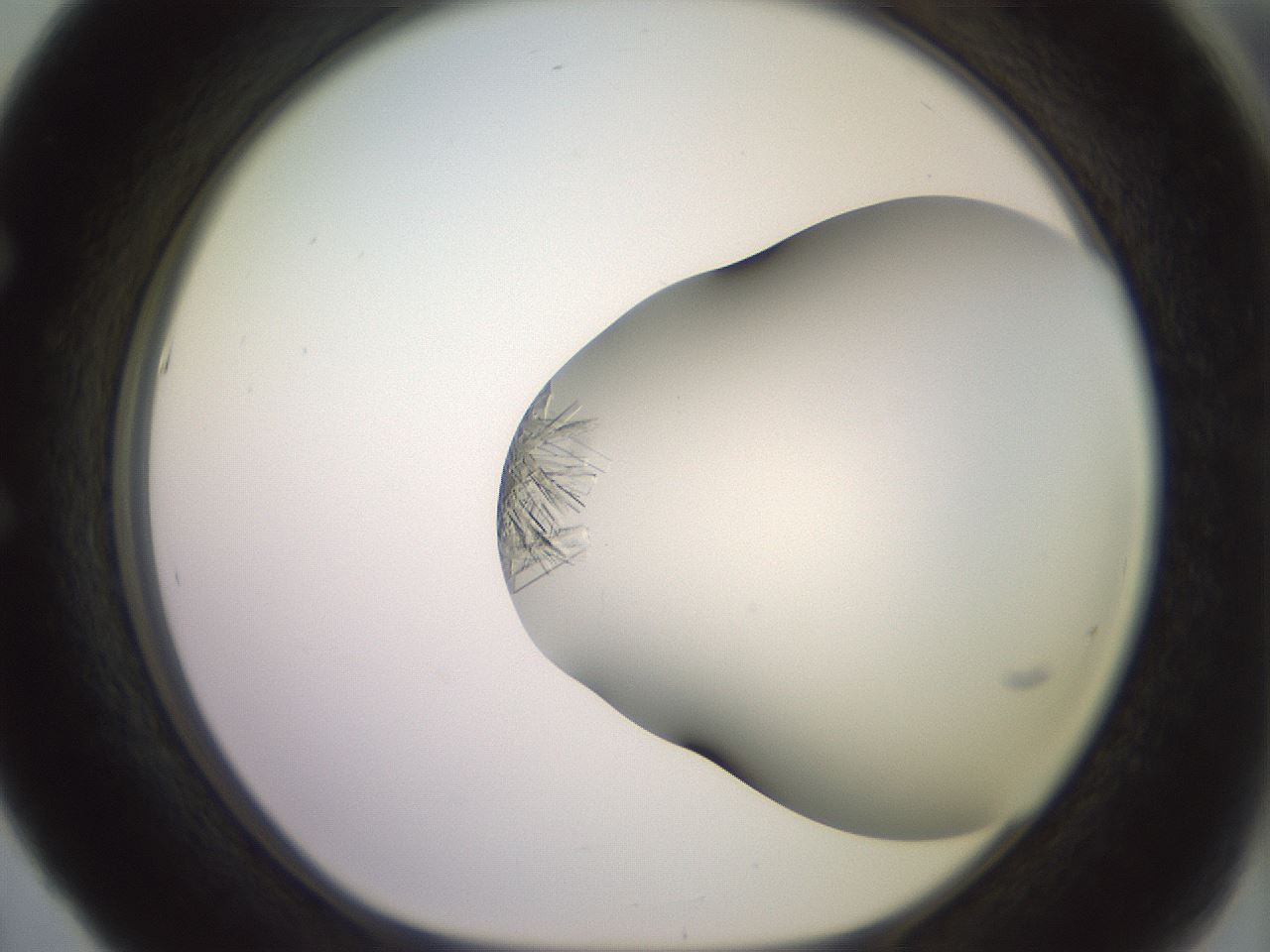 folderID559_plateID2559_batchID12940_wellNum53_profileID1_d1_r196049_ef.jpg