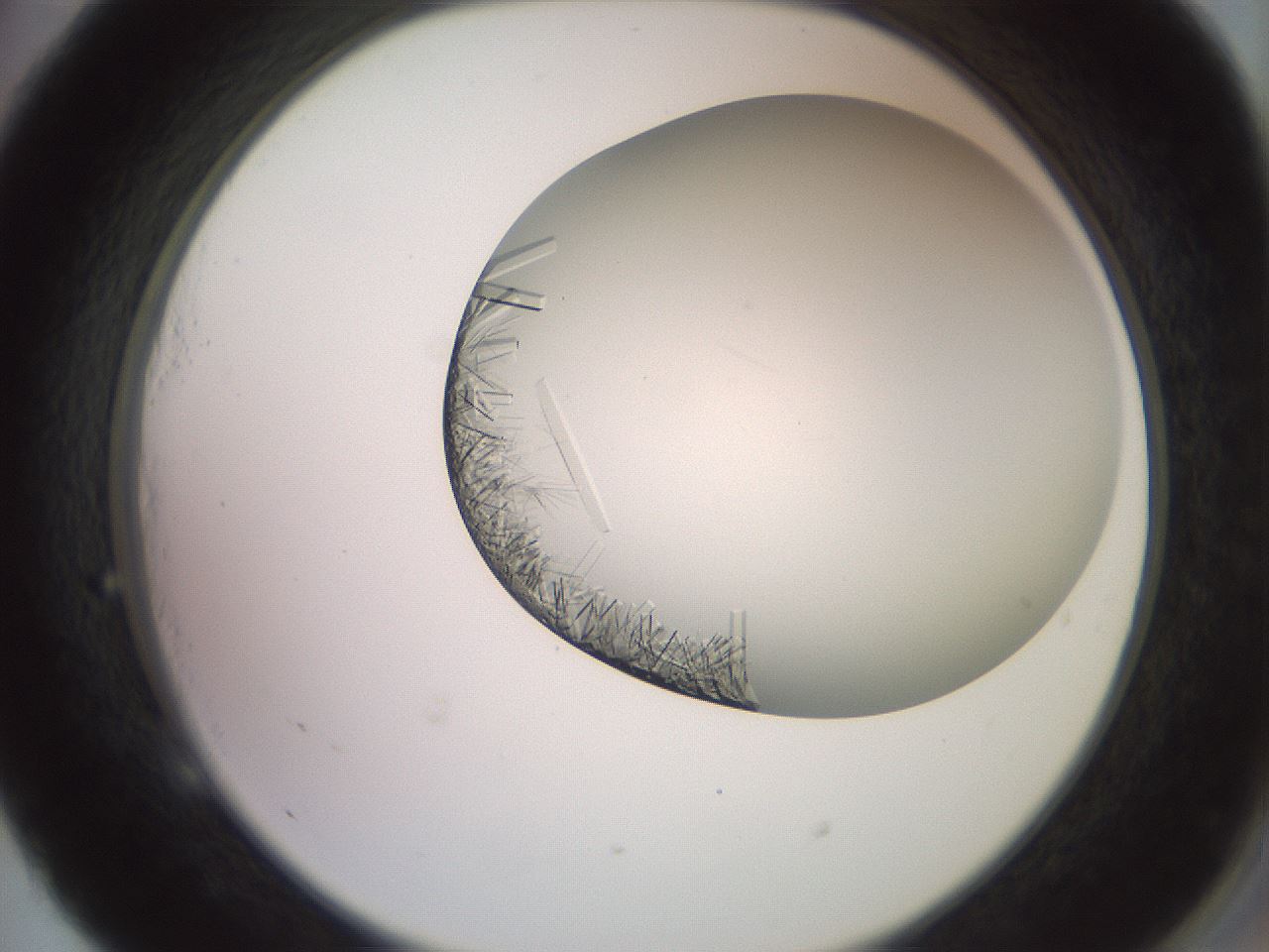 folderID559_plateID2559_batchID12940_wellNum53_profileID1_d2_r196050_ef.jpg
