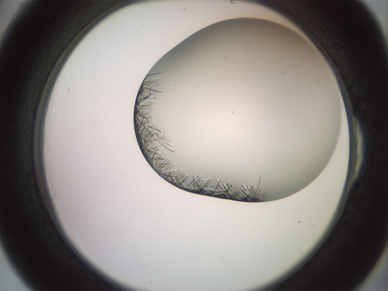 folderID559_plateID2559_batchID12940_wellNum54_profileID1_d2_r196052_ef.jpg