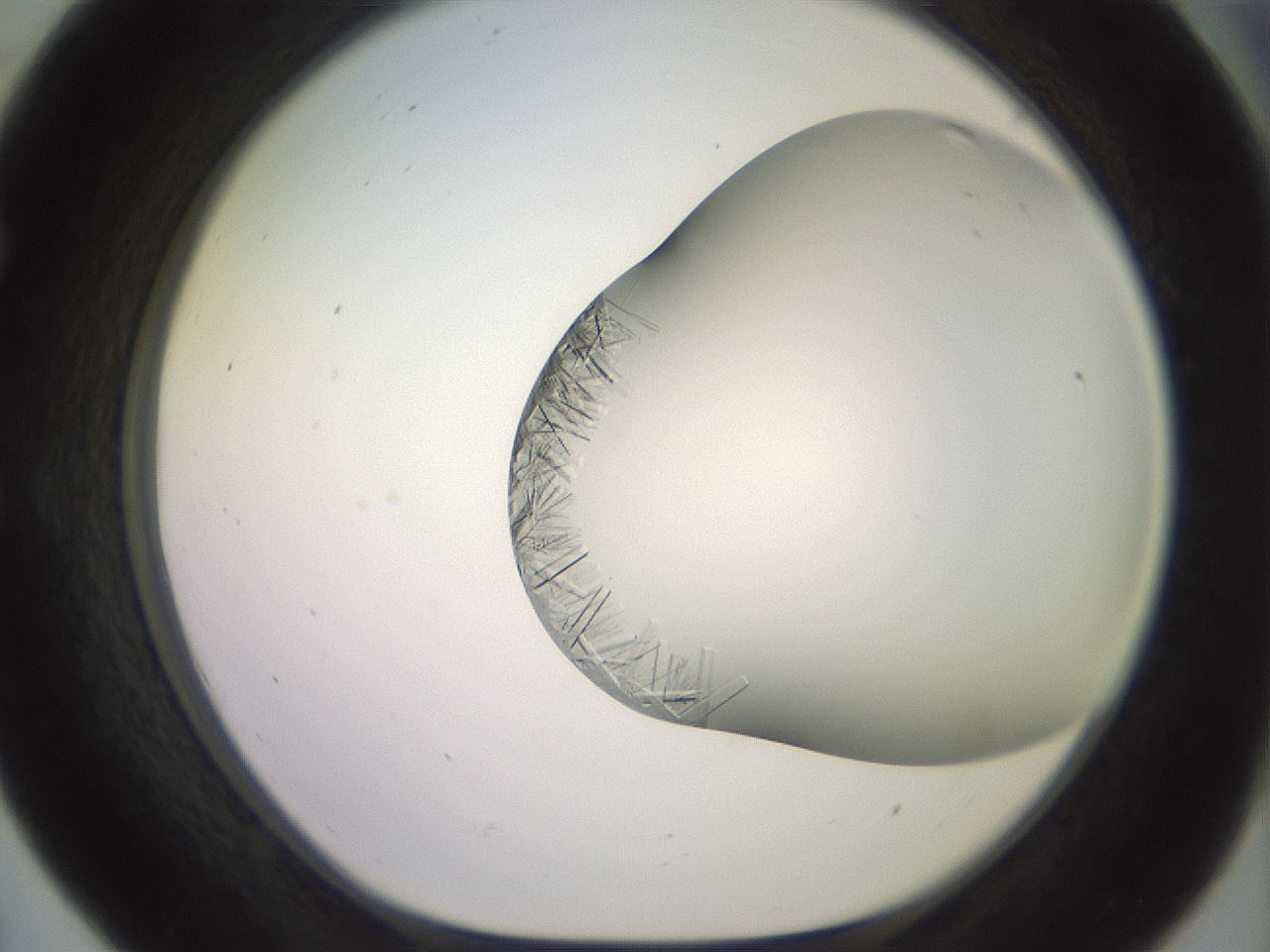 folderID559_plateID2559_batchID12940_wellNum55_profileID1_d1_r196053_ef.jpg