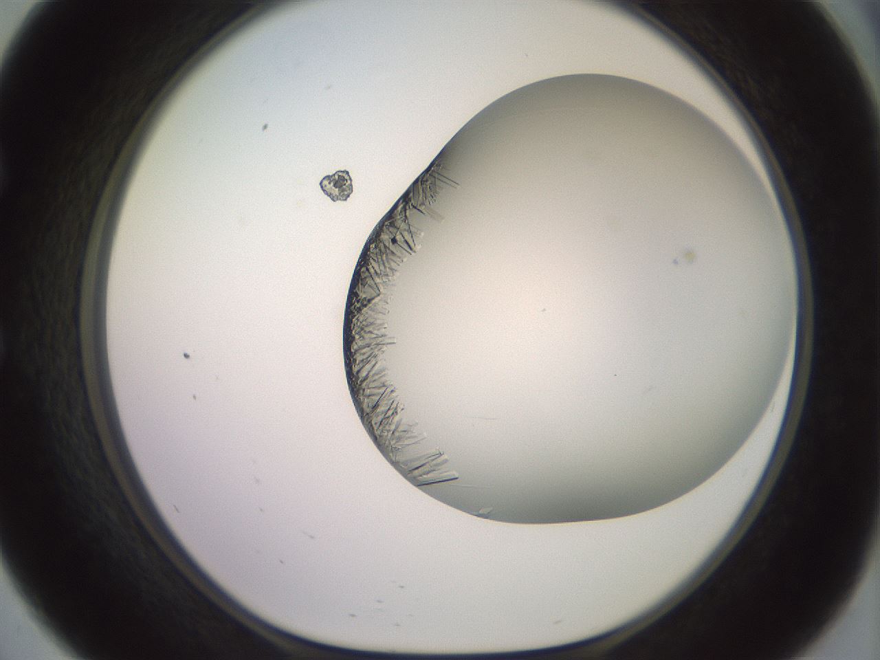 folderID559_plateID2559_batchID12940_wellNum57_profileID1_d1_r196057_ef.jpg
