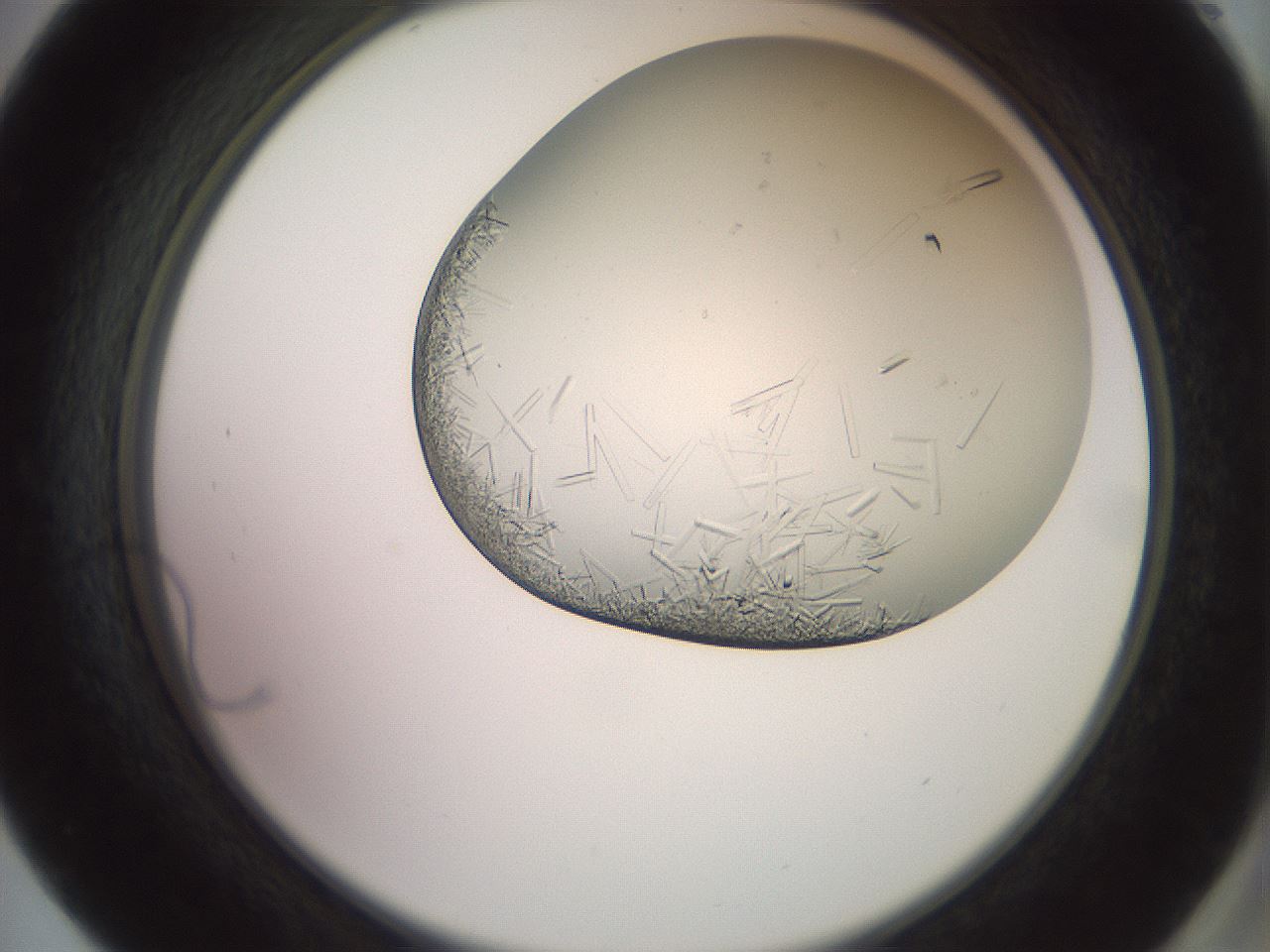 folderID559_plateID2559_batchID12940_wellNum57_profileID1_d2_r196058_ef.jpg