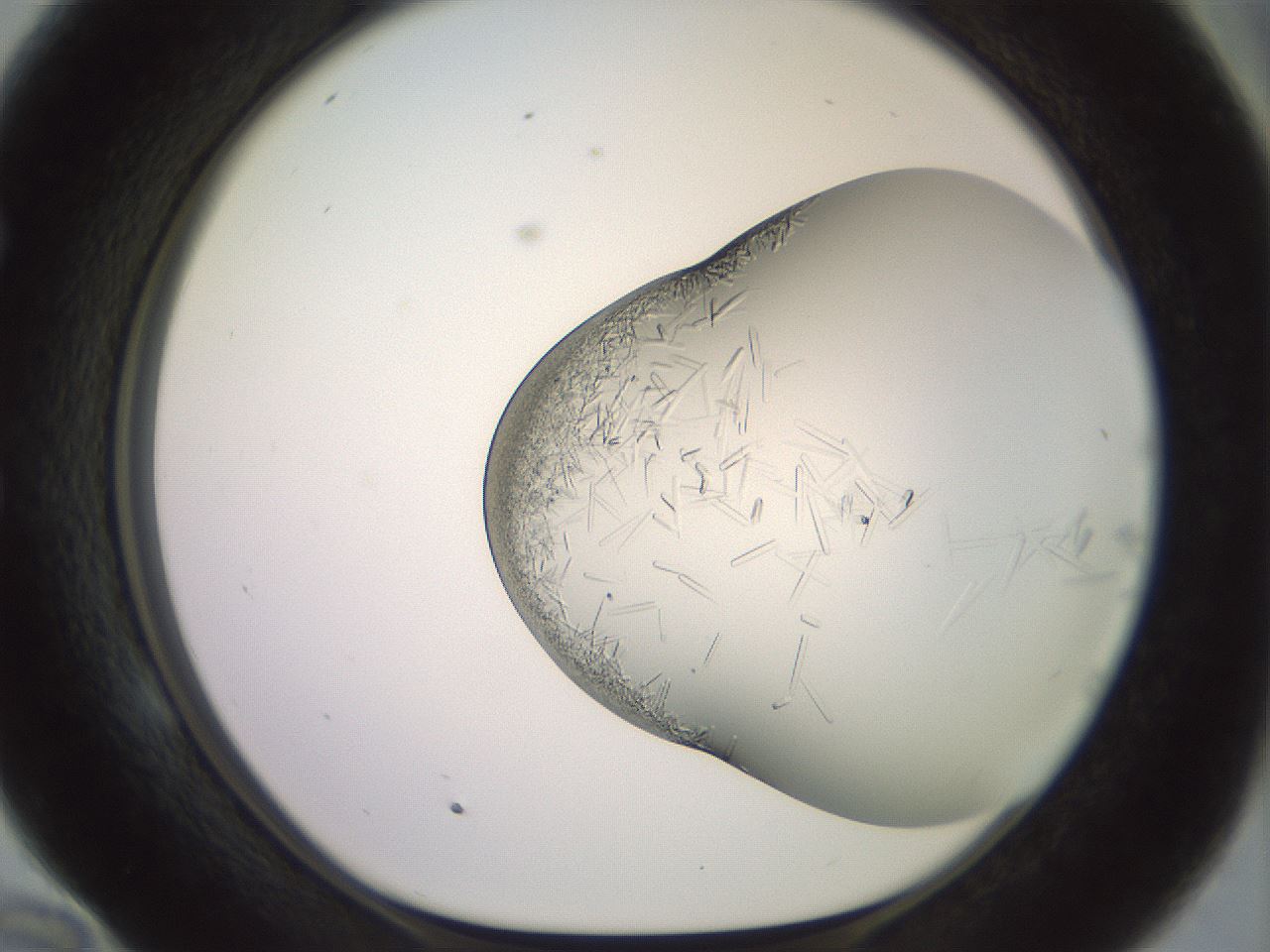 folderID559_plateID2559_batchID12940_wellNum58_profileID1_d1_r196059_ef.jpg