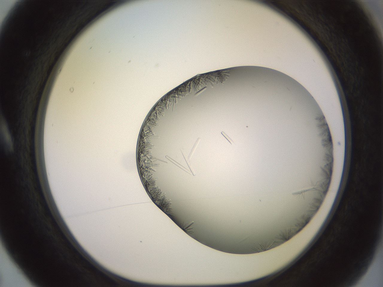 folderID559_plateID2559_batchID12940_wellNum5_profileID1_d1_r195953_ef.jpg
