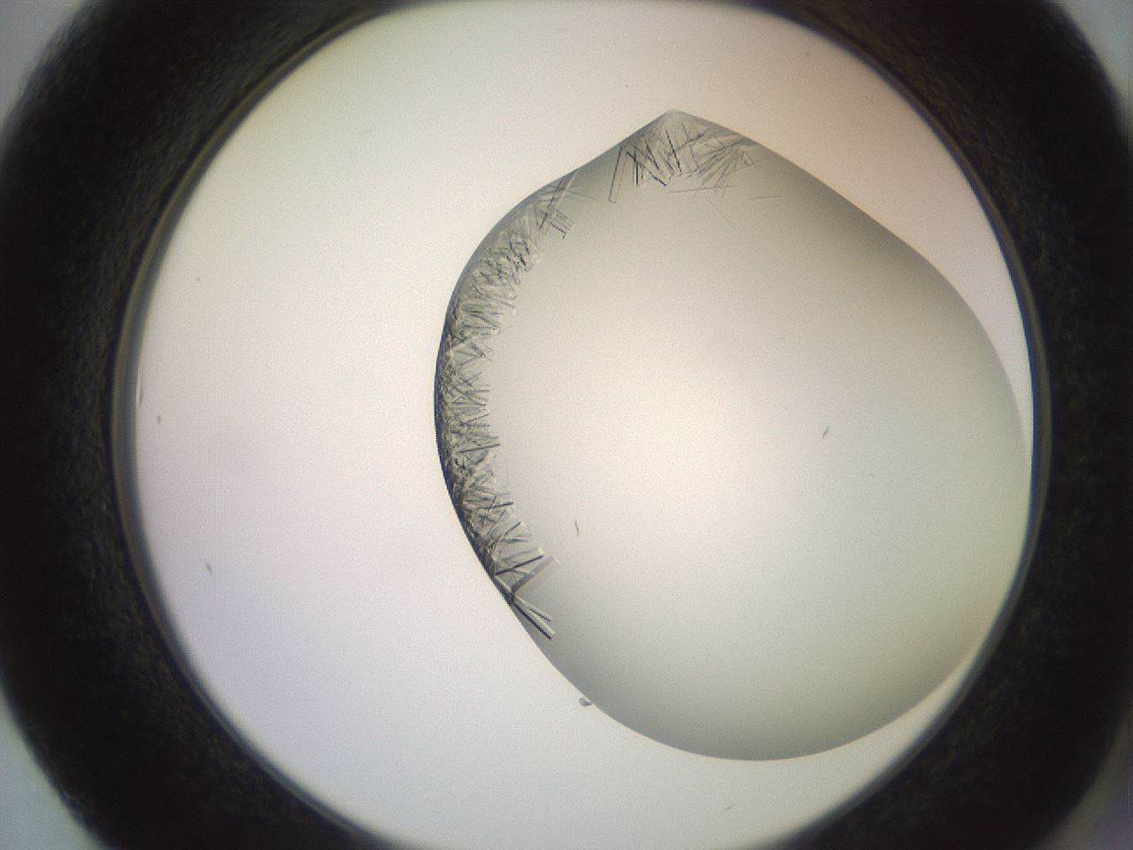 folderID559_plateID2559_batchID12940_wellNum61_profileID1_d2_r196066_ef.jpg