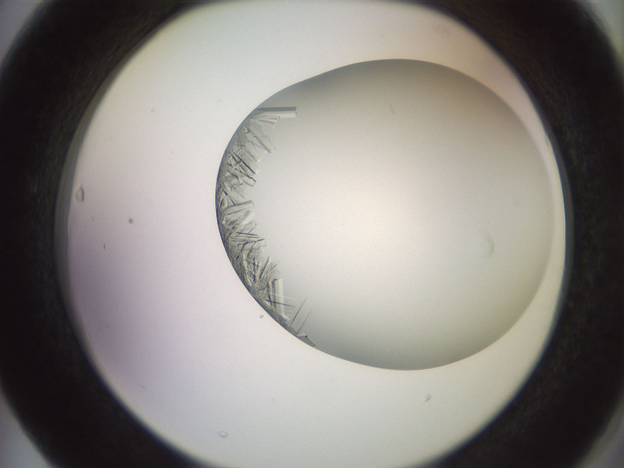 folderID559_plateID2559_batchID12940_wellNum63_profileID1_d2_r196070_ef.jpg