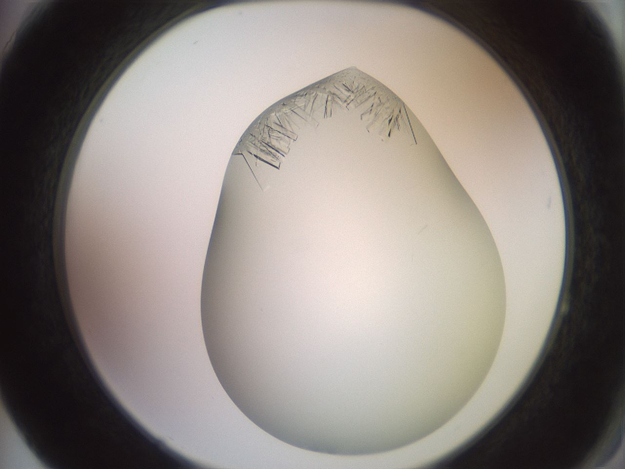 folderID559_plateID2559_batchID12940_wellNum64_profileID1_d2_r196072_ef.jpg