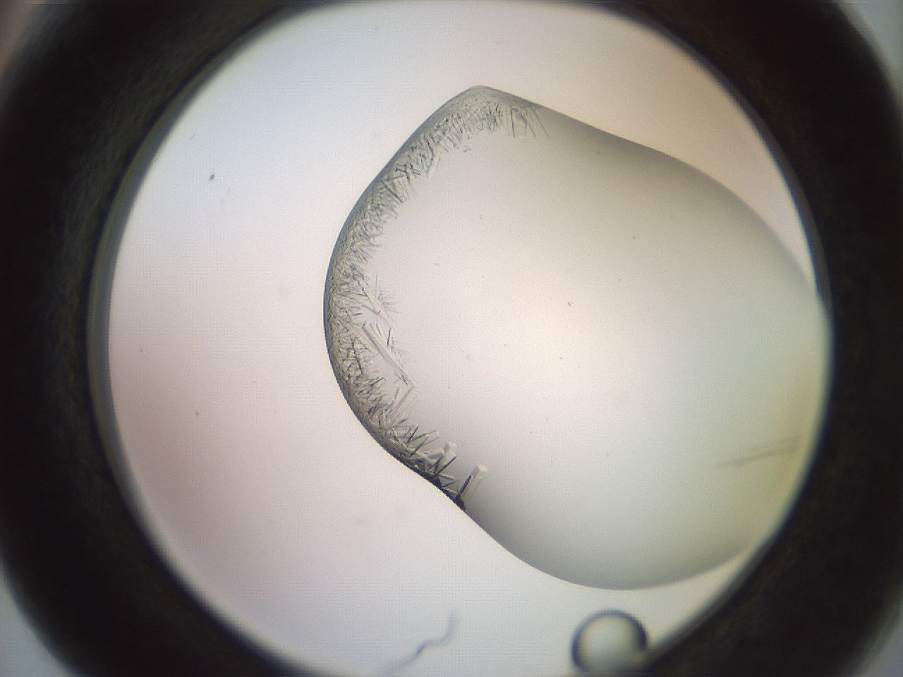 folderID559_plateID2559_batchID12940_wellNum66_profileID1_d2_r196076_ef.jpg