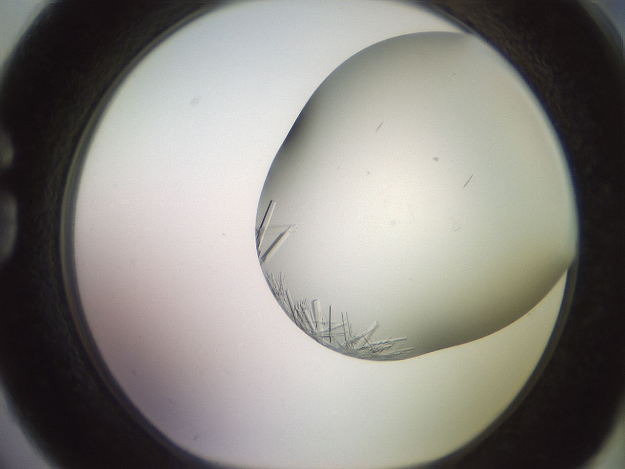 folderID559_plateID2559_batchID12940_wellNum74_profileID1_d1_r196091_ef.jpg