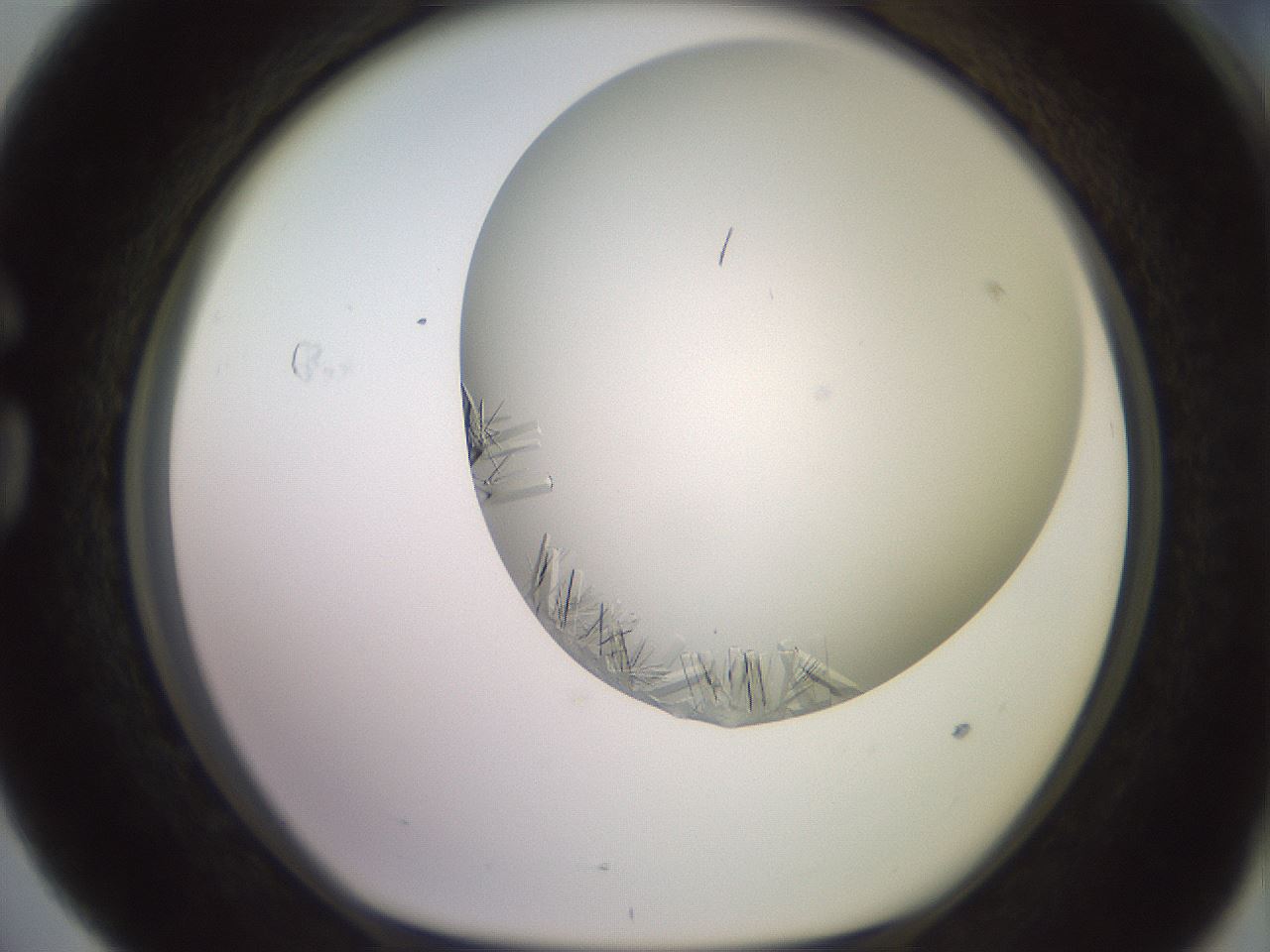 folderID559_plateID2559_batchID12940_wellNum76_profileID1_d1_r196095_ef.jpg
