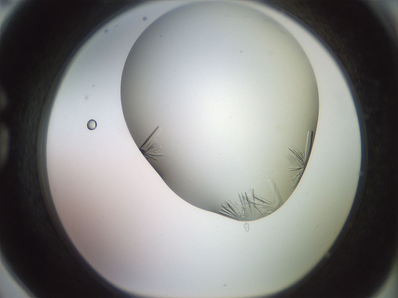 folderID559_plateID2559_batchID12940_wellNum78_profileID1_d1_r196099_ef.jpg