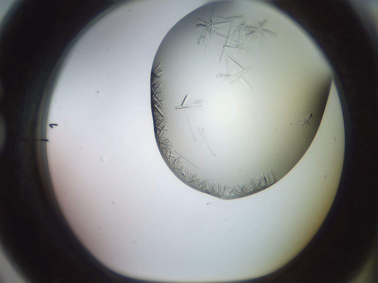 folderID559_plateID2559_batchID12940_wellNum79_profileID1_d1_r196101_ef.jpg