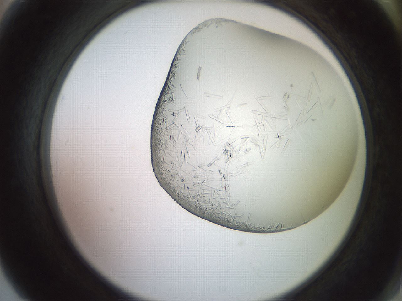 folderID559_plateID2559_batchID12940_wellNum79_profileID1_d2_r196102_ef.jpg