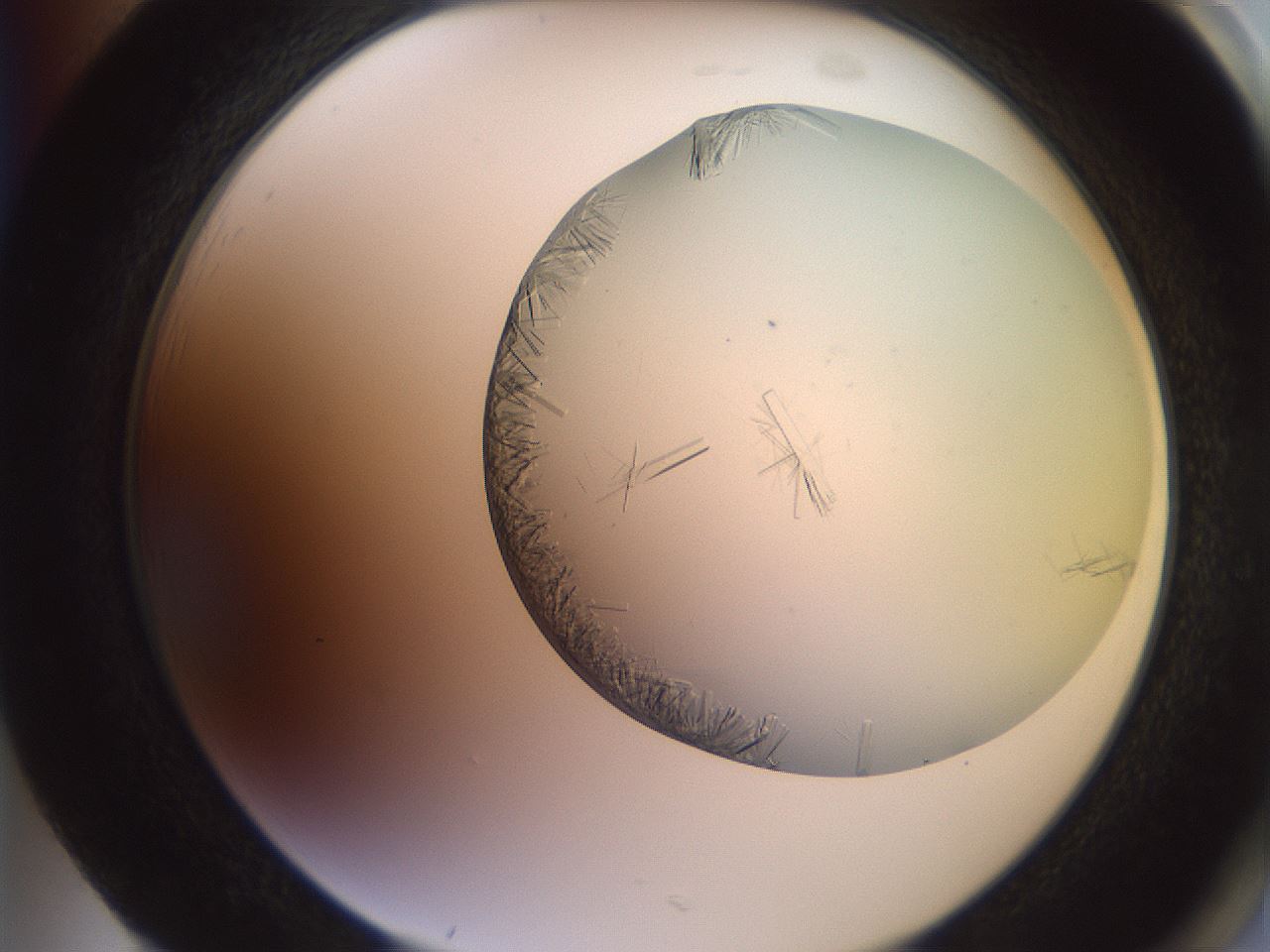 folderID559_plateID2559_batchID12940_wellNum85_profileID1_d2_r196114_ef.jpg