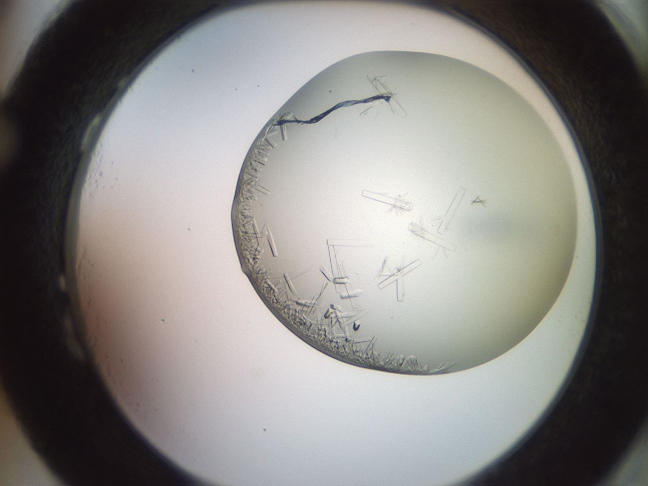 folderID559_plateID2559_batchID12940_wellNum87_profileID1_d2_r196118_ef.jpg