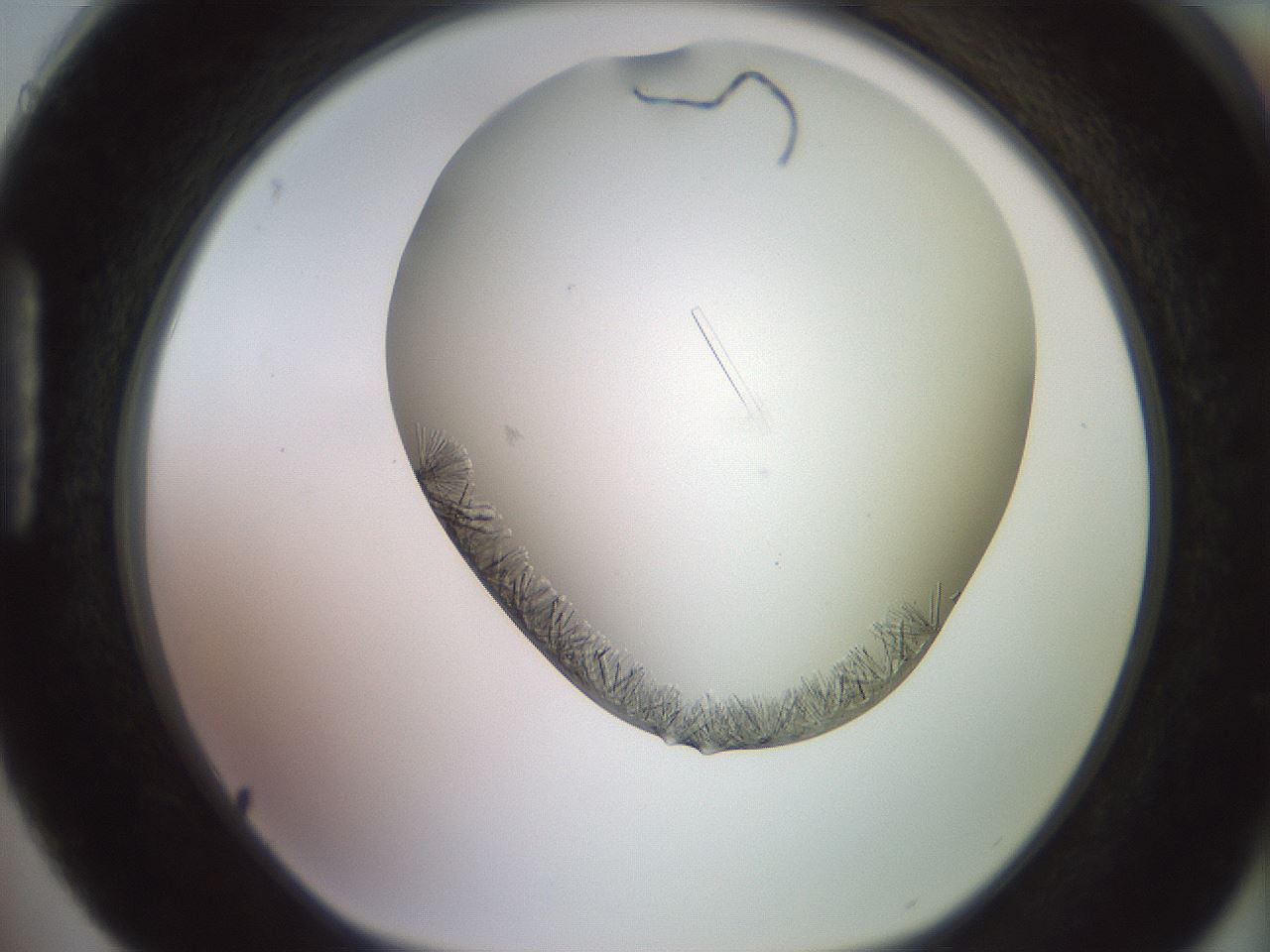 folderID559_plateID2559_batchID12940_wellNum88_profileID1_d1_r196119_ef.jpg
