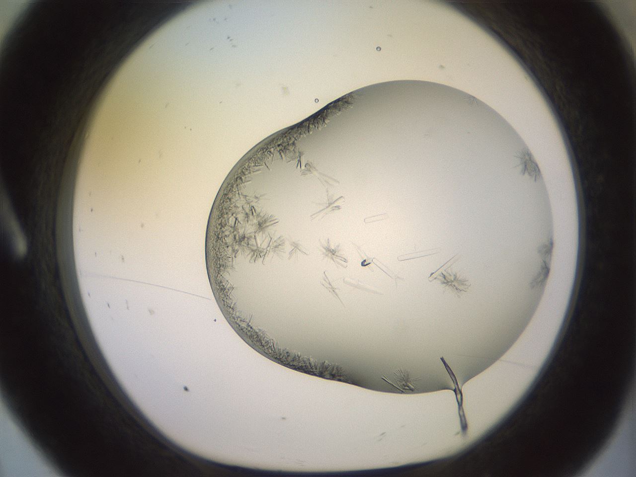 folderID559_plateID2559_batchID12940_wellNum8_profileID1_d1_r195959_ef.jpg