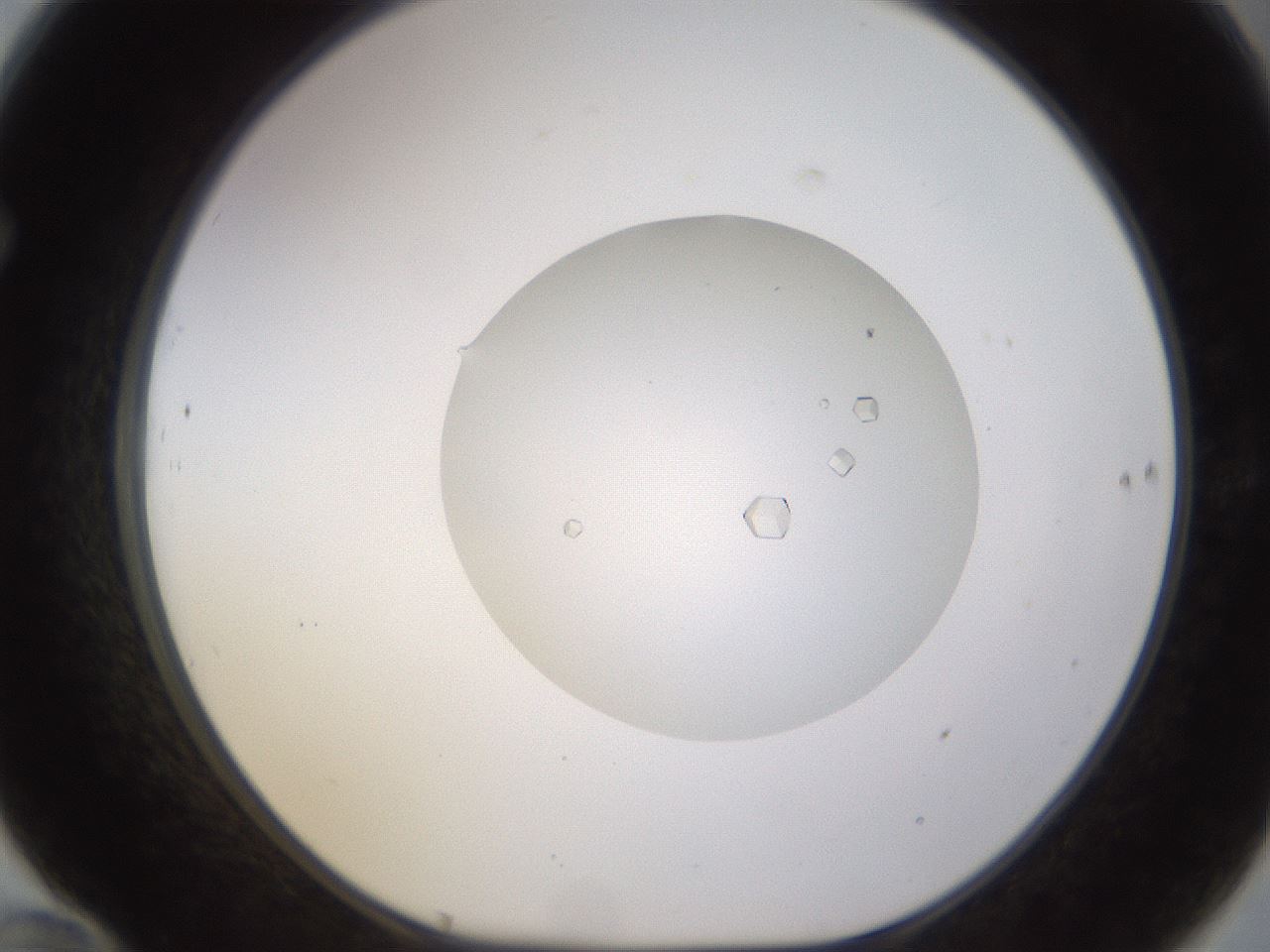 folderID562_plateID1562_batchID6303_wellNum70_profileID1_d1_r101433_ef.jpg