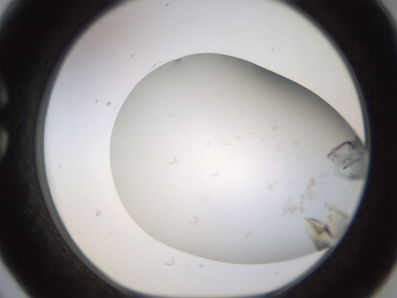 folderID570_plateID1570_batchID6358_wellNum30_profileID1_d1_r102668_ef.jpg