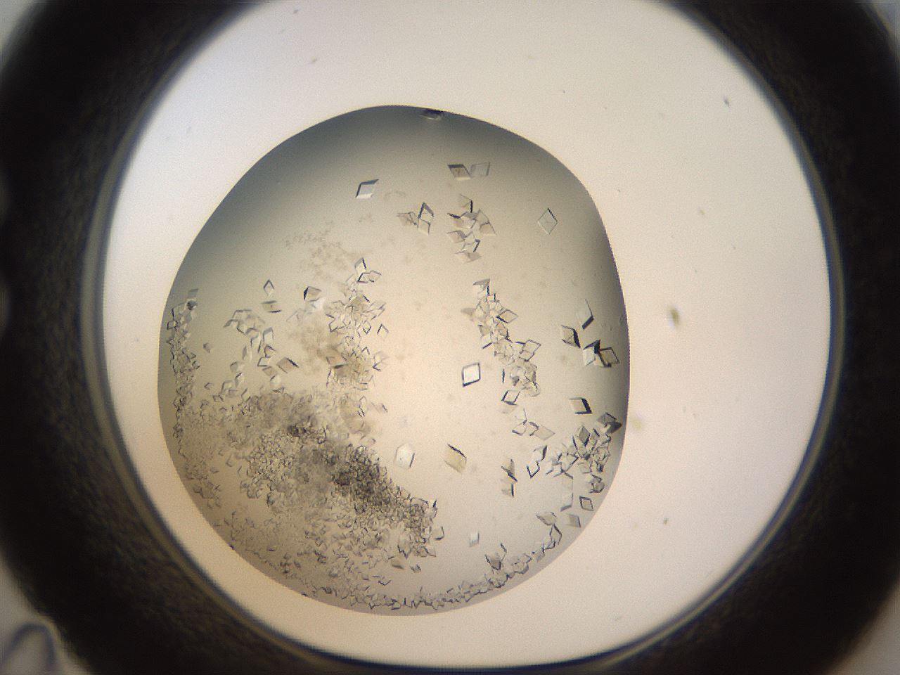 folderID570_plateID1570_batchID6358_wellNum35_profileID1_d1_r102673_ef.jpg
