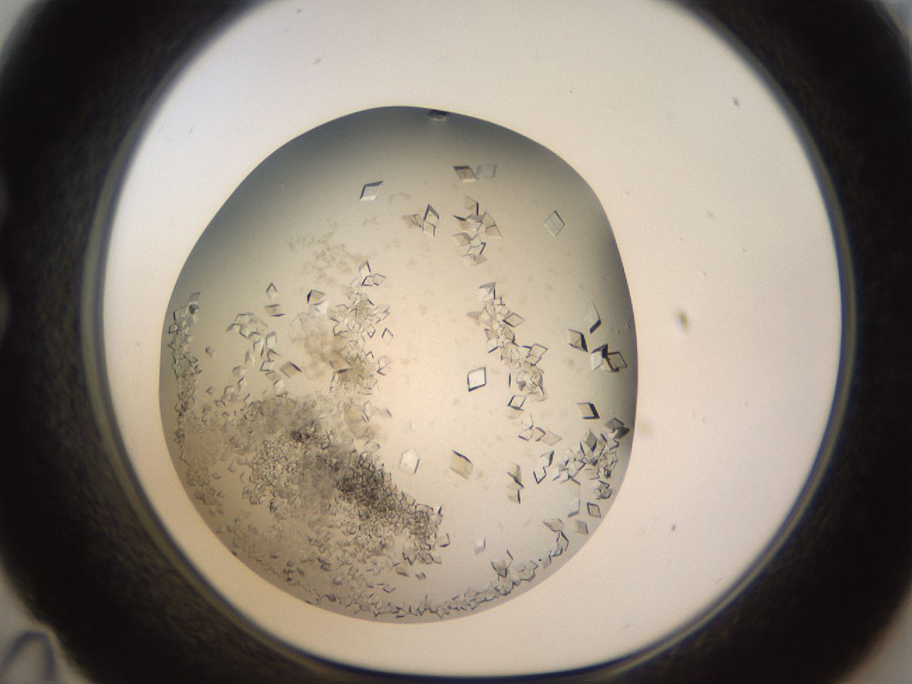 folderID570_plateID1570_batchID6367_wellNum35_profileID1_d1_r102673_ef.jpg