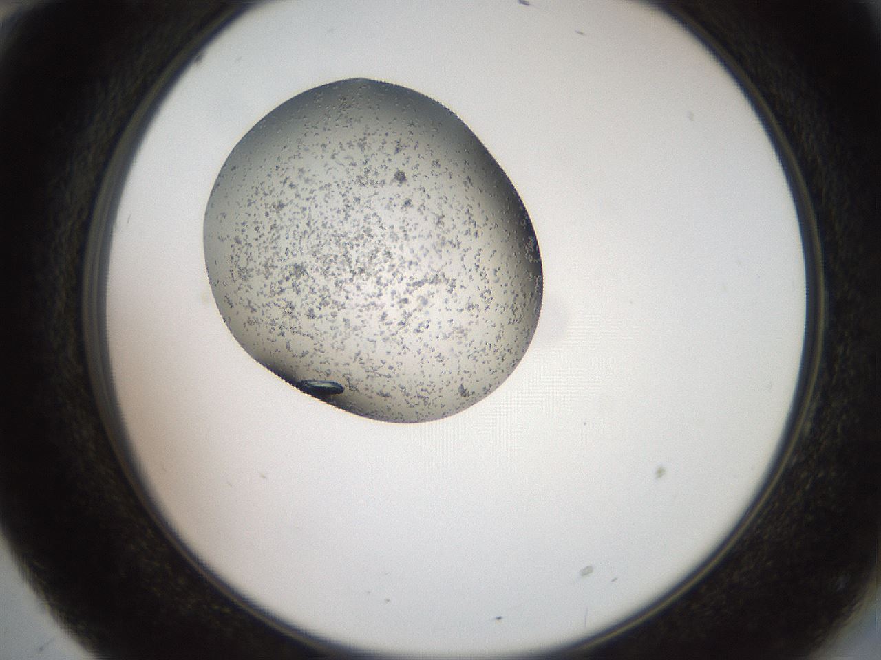 folderID571_plateID2571_batchID12928_wellNum70_profileID1_d2_r196468_ef.jpg