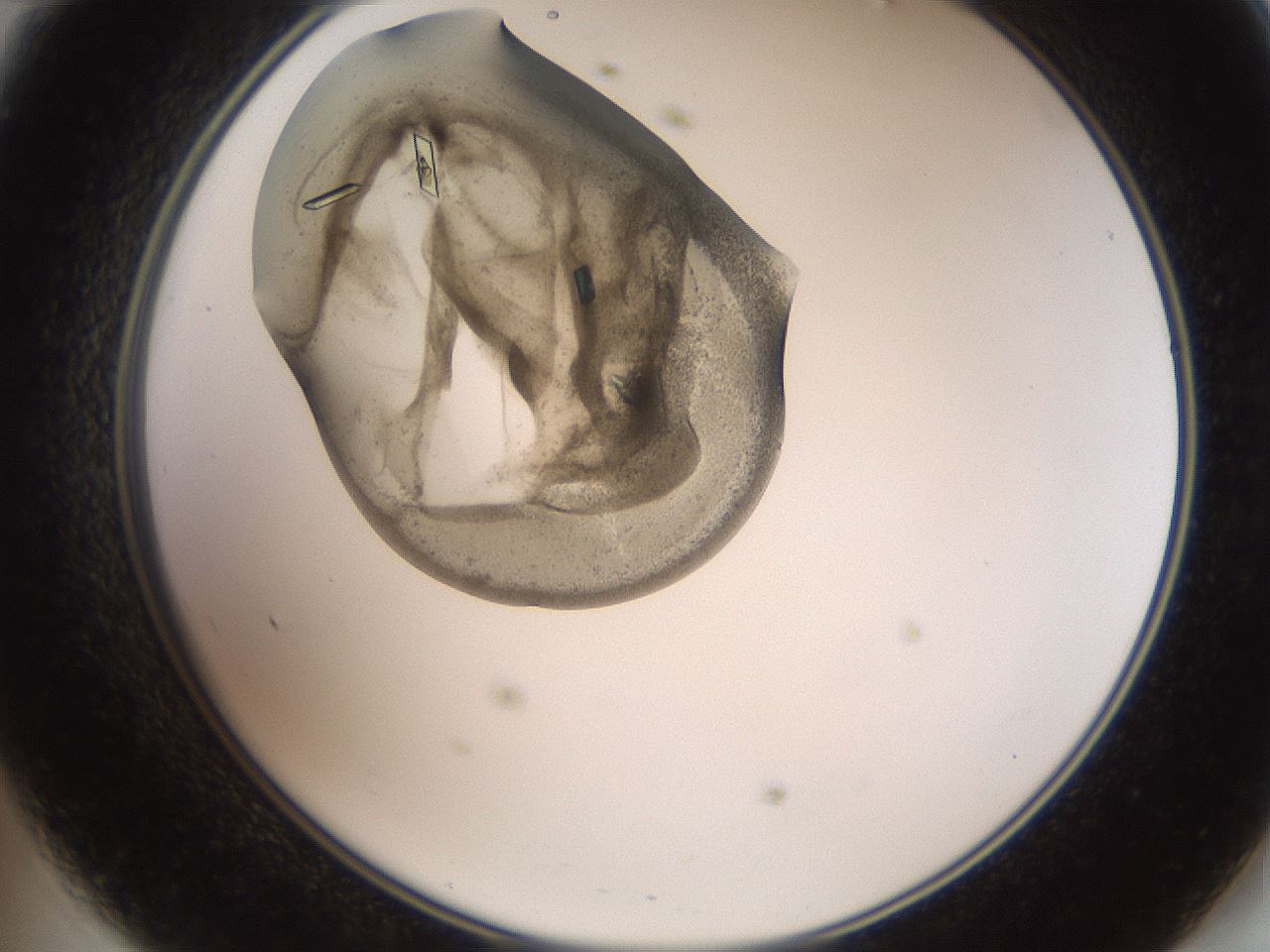 folderID571_plateID2571_batchID13026_wellNum47_profileID1_d2_r196422_ef.jpg