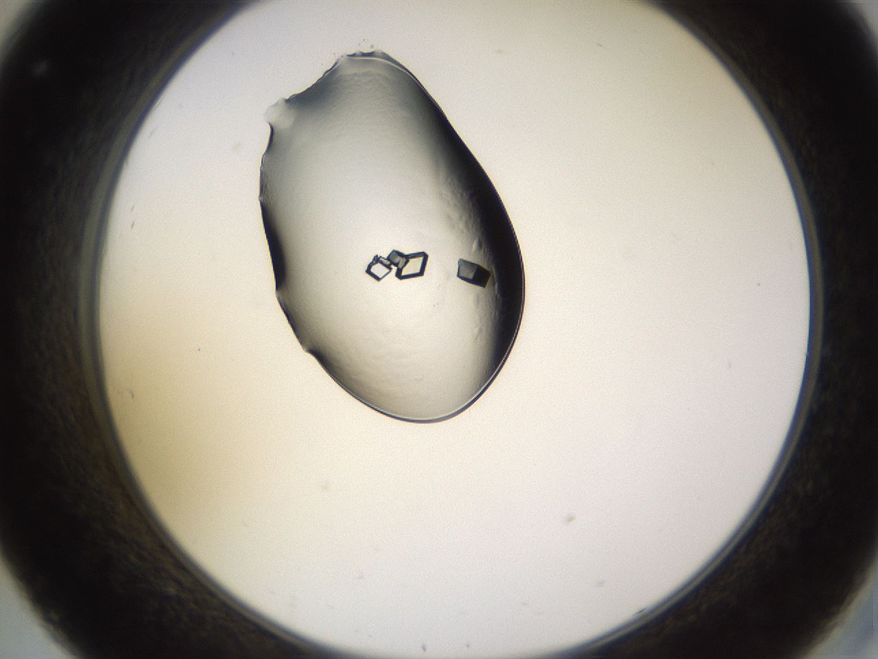 folderID564_plateID1564_batchID6311_wellNum32_profileID1_d2_r101907_ef.jpg