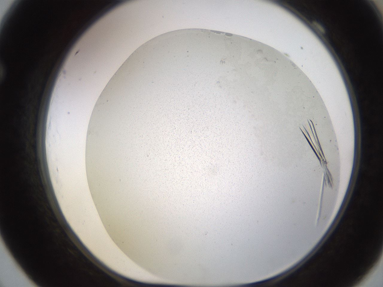 folderID579_plateID1579_batchID6454_wellNum69_profileID1_d1_r103667_ef.jpg