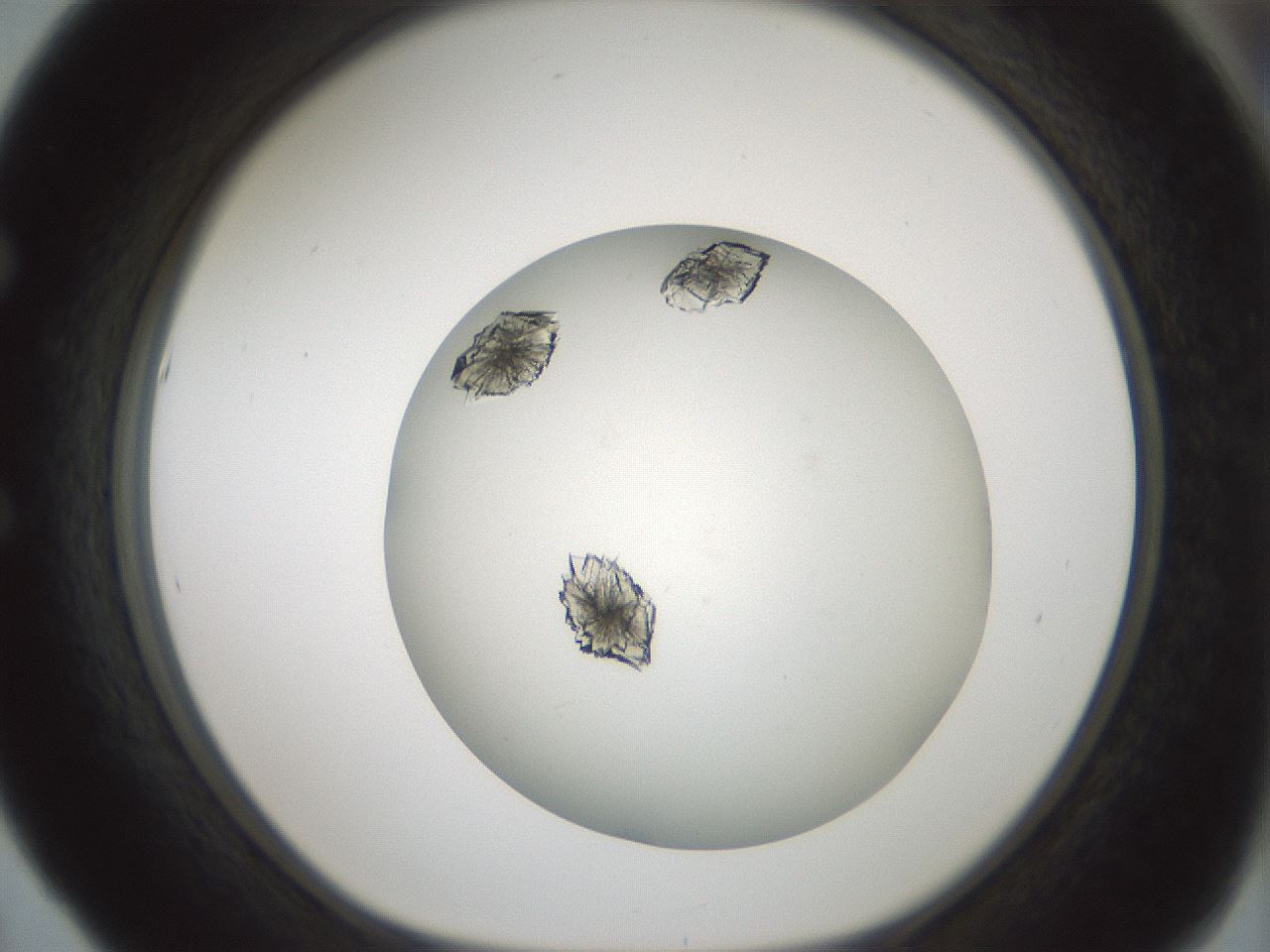 folderID580_plateID1580_batchID6451_wellNum53_profileID1_d1_r104183_ef.jpg