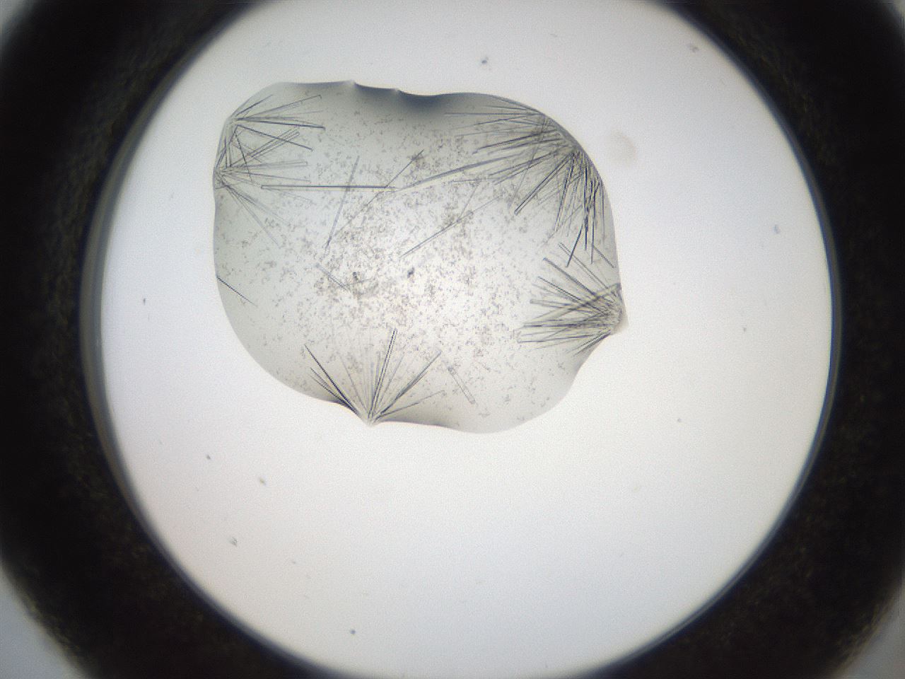 folderID574_plateID2574_batchID13028_wellNum5_profileID1_d2_r196626_ef.jpg