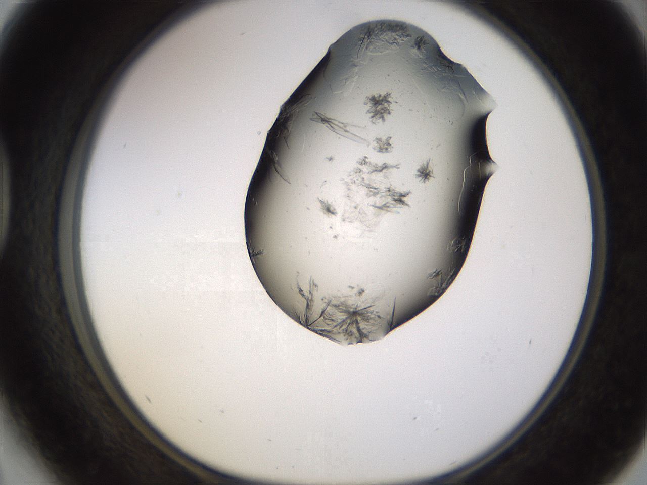 folderID577_plateID1577_batchID6365_wellNum41_profileID1_d1_r103487_ef.jpg