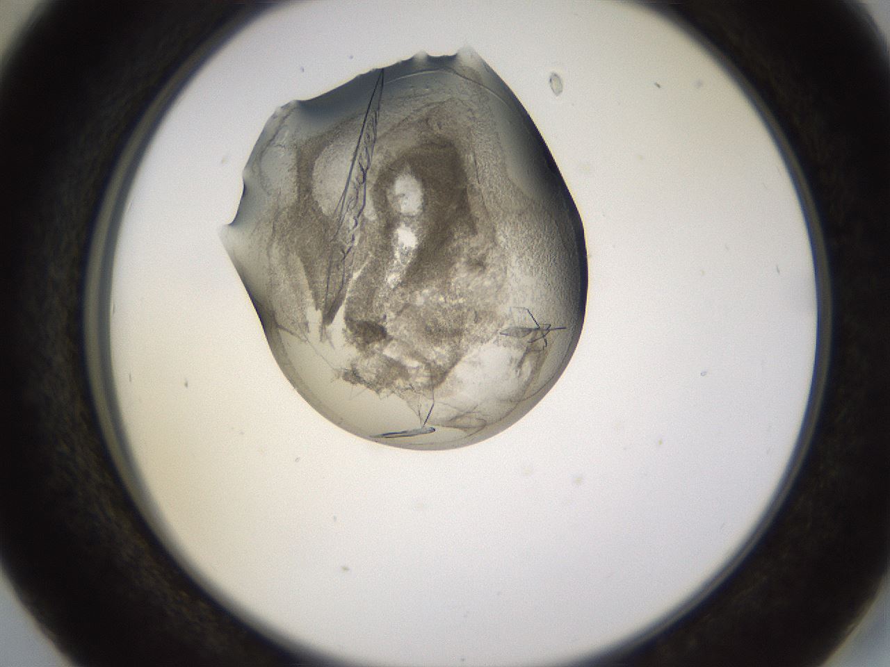 folderID577_plateID1577_batchID6365_wellNum41_profileID1_d2_r103488_ef.jpg