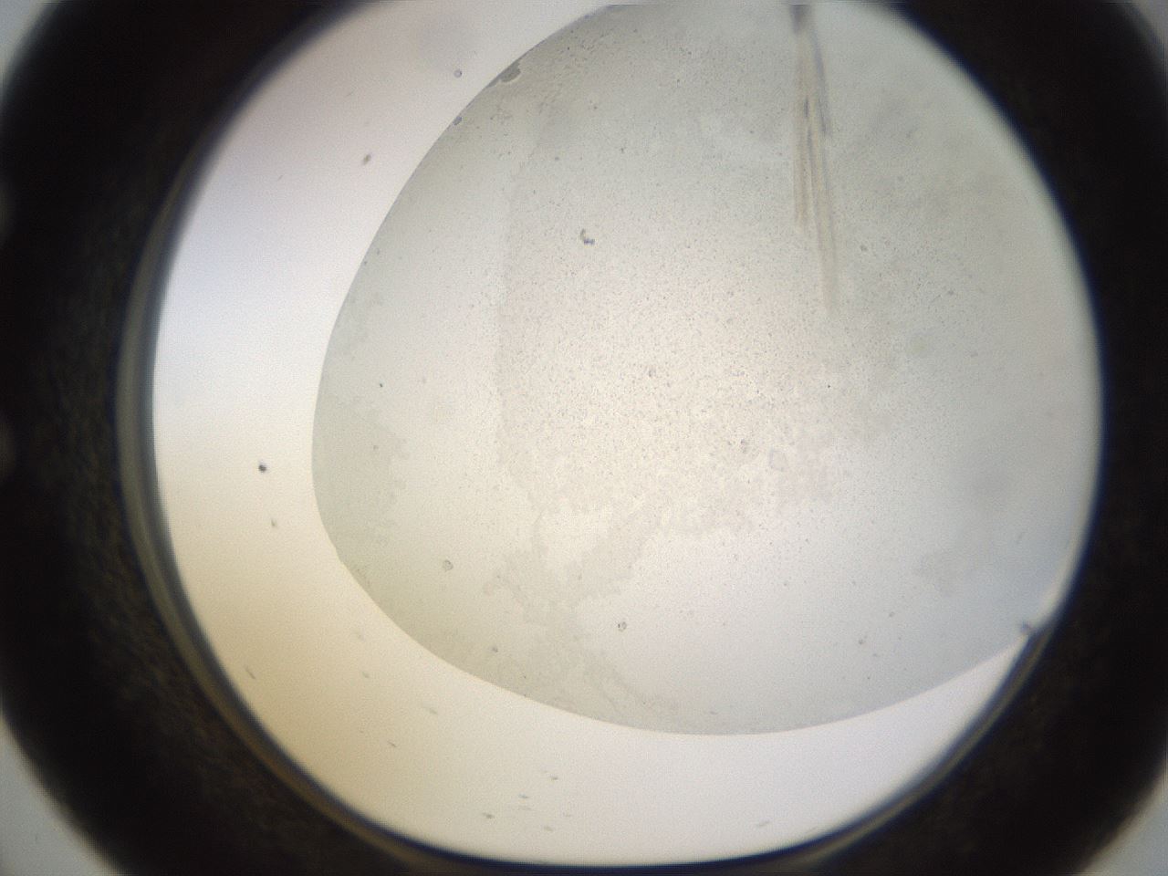 folderID579_plateID1579_batchID6454_wellNum57_profileID1_d1_r103655_ef.jpg