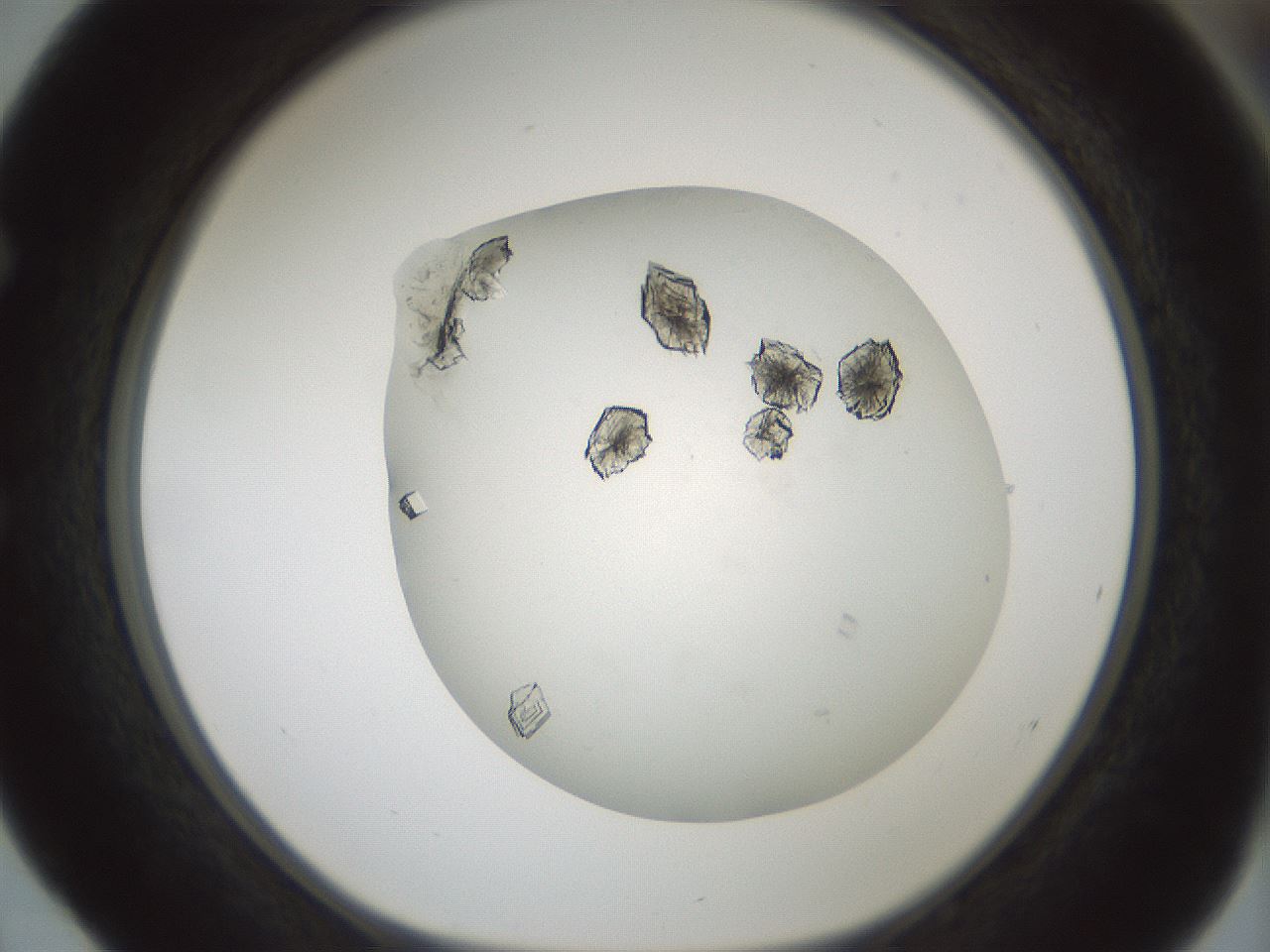 folderID580_plateID1580_batchID6451_wellNum52_profileID1_d1_r104181_ef.jpg
