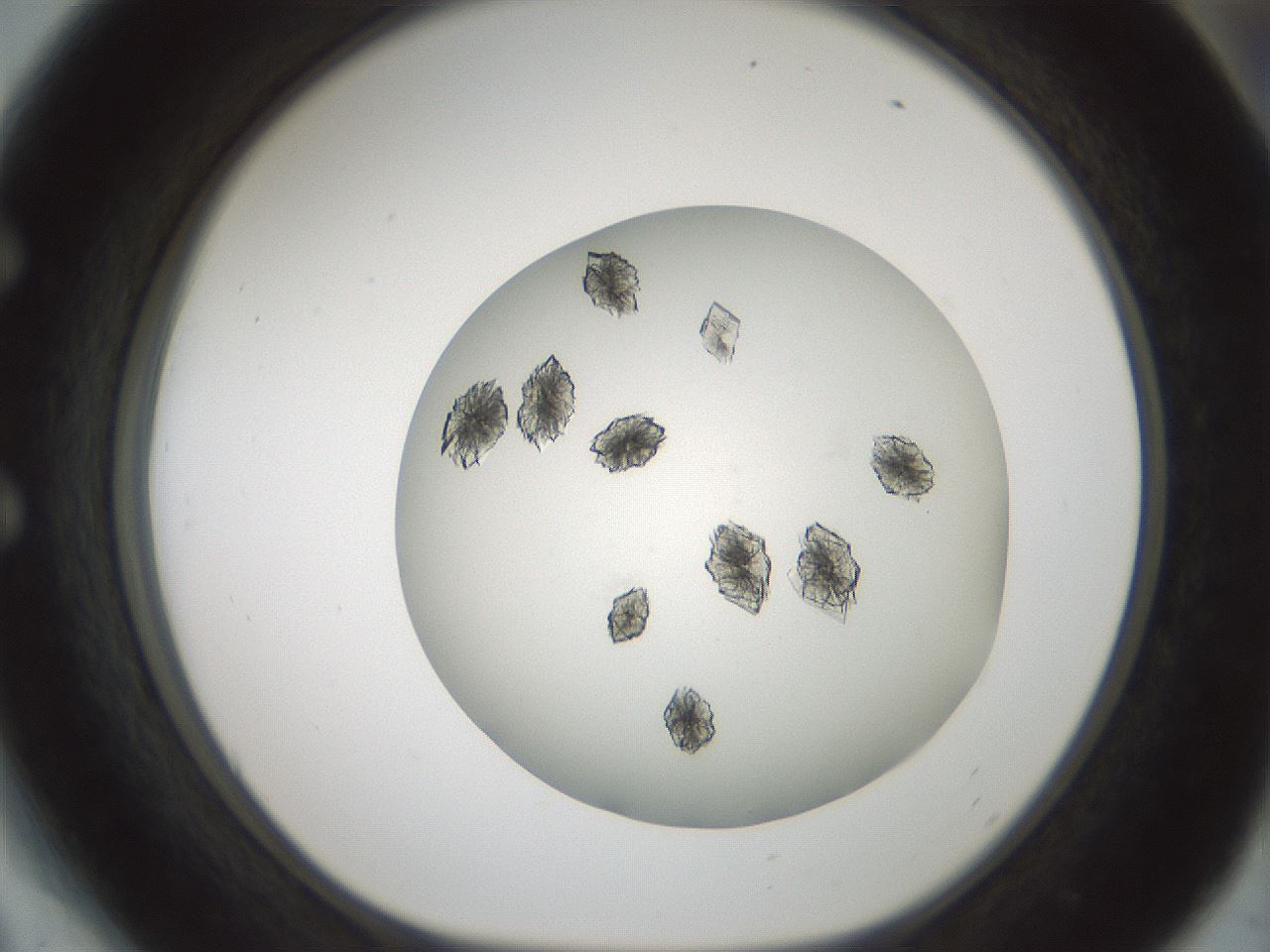 folderID580_plateID1580_batchID6451_wellNum54_profileID1_d1_r104185_ef.jpg