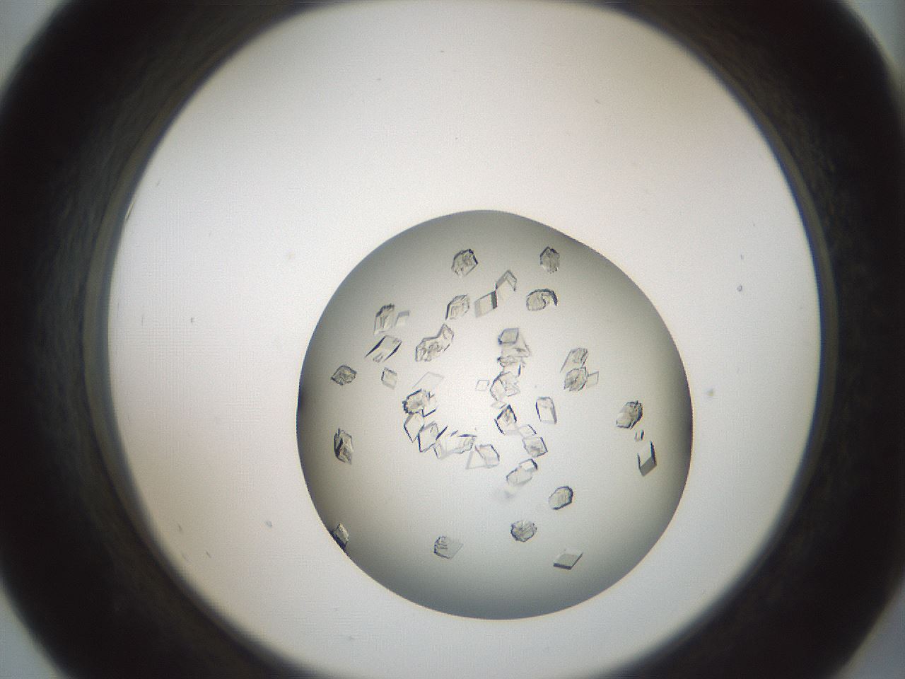 folderID580_plateID1580_batchID6451_wellNum55_profileID1_d2_r104188_ef.jpg