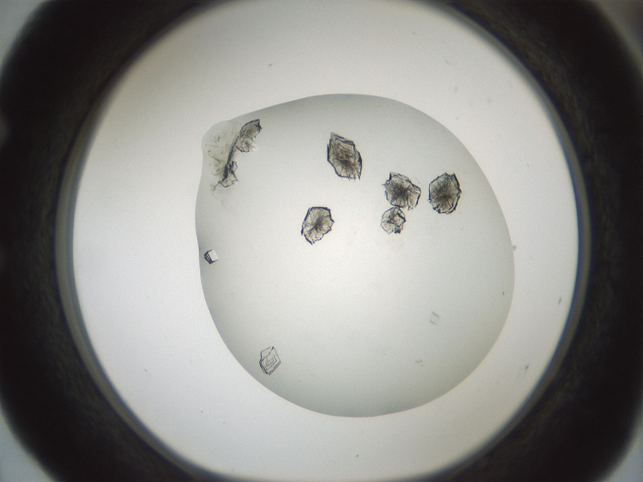 folderID580_plateID1580_batchID6462_wellNum52_profileID1_d1_r104181_ef.jpg