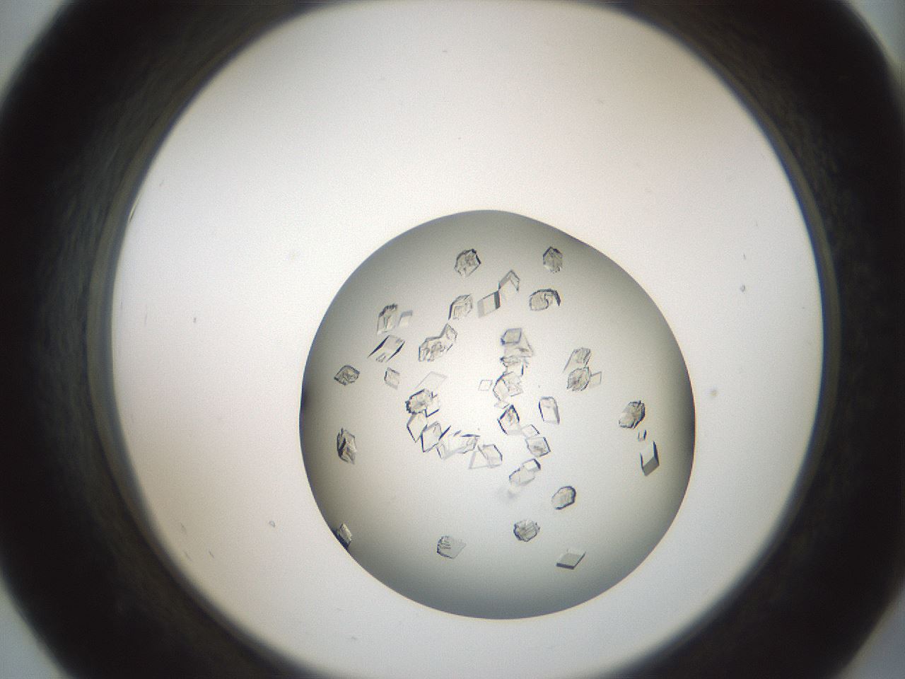 folderID580_plateID1580_batchID6462_wellNum55_profileID1_d2_r104188_ef.jpg