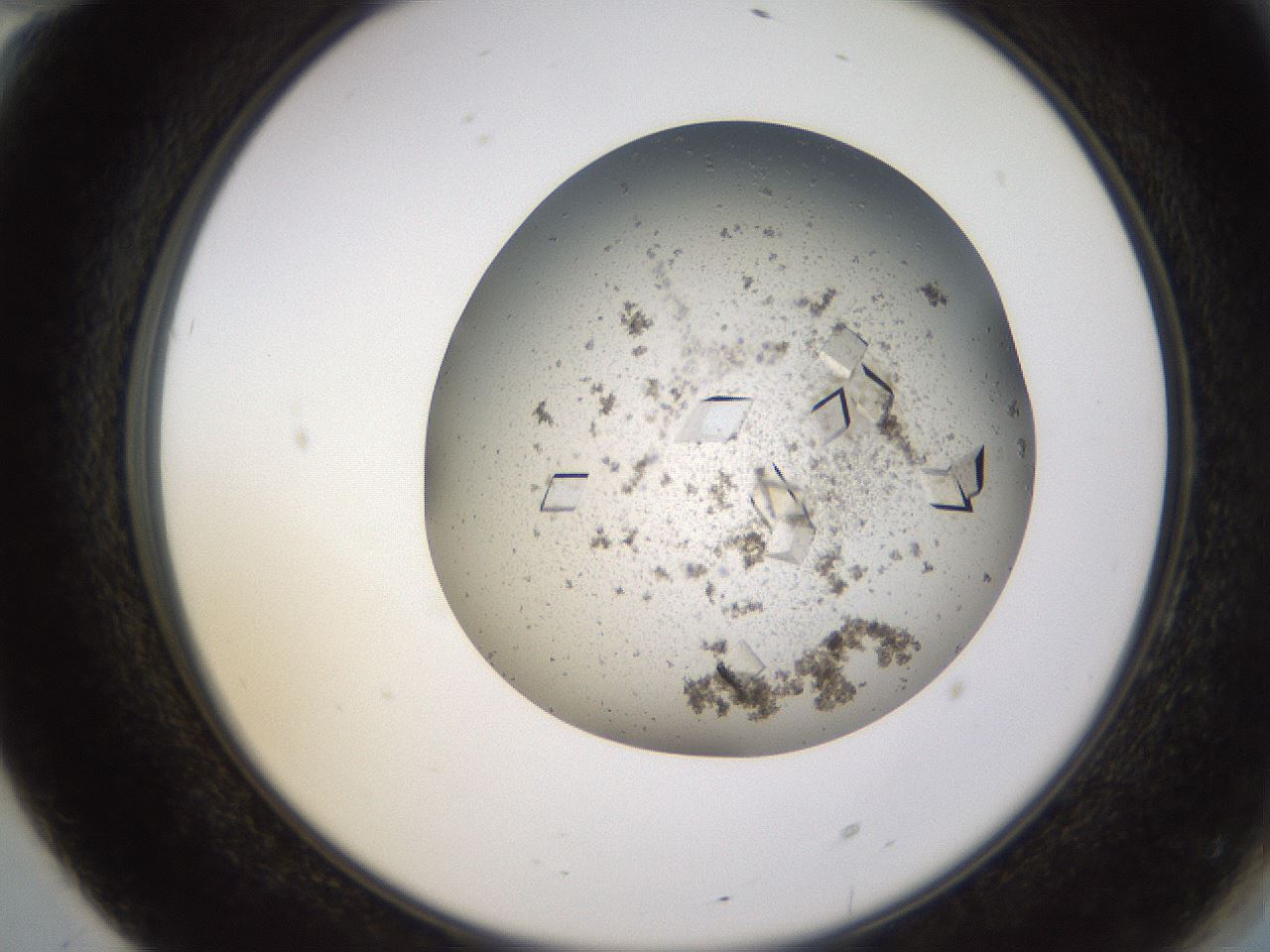 folderID581_plateID1581_batchID6449_wellNum70_profileID1_d2_r103834_ef.jpg