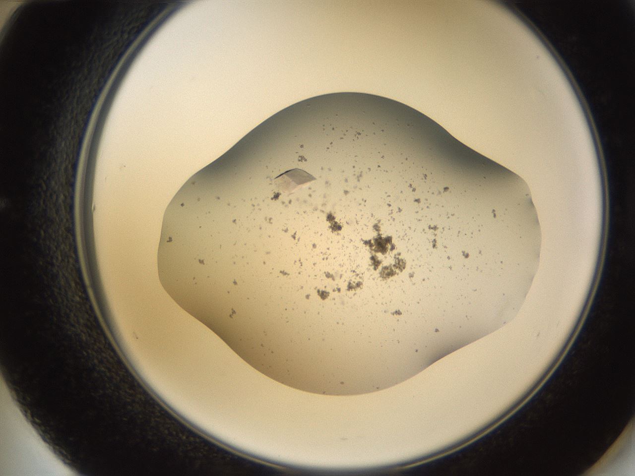 folderID581_plateID1581_batchID6460_wellNum60_profileID1_d2_r103814_ef.jpg