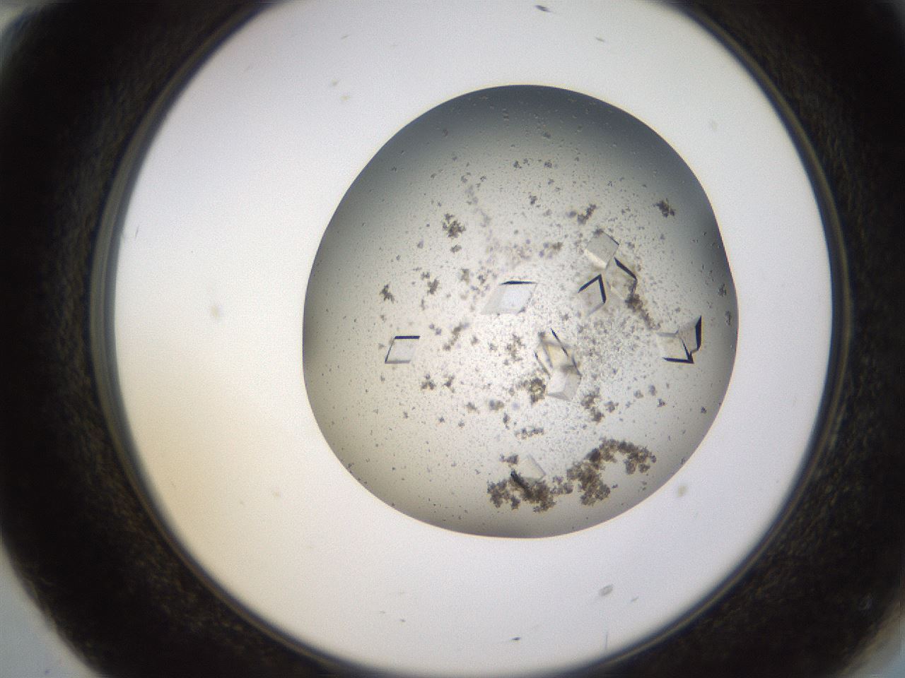 folderID581_plateID1581_batchID6460_wellNum70_profileID1_d2_r103834_ef.jpg