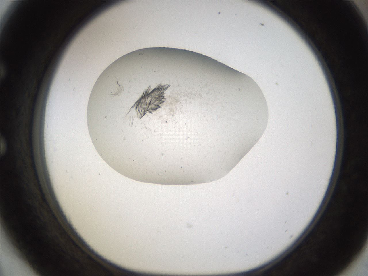 folderID199_plateID1199_batchID3487_wellNum54_profileID1_d1_r66228_ef.jpg