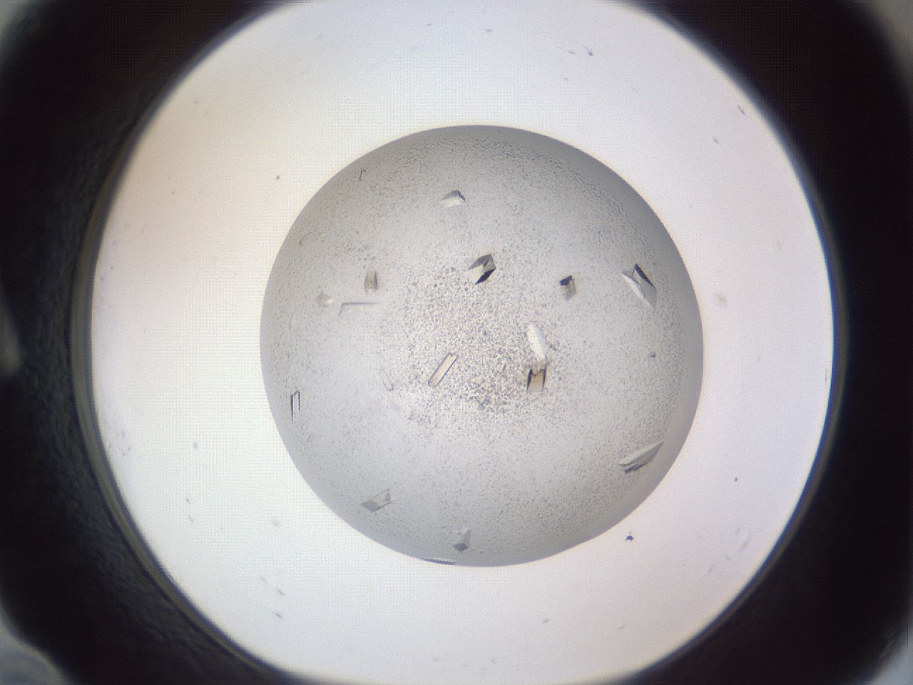 folderID202_plateID1202_batchID3452_wellNum10_profileID1_d1_r66472_ef.jpg