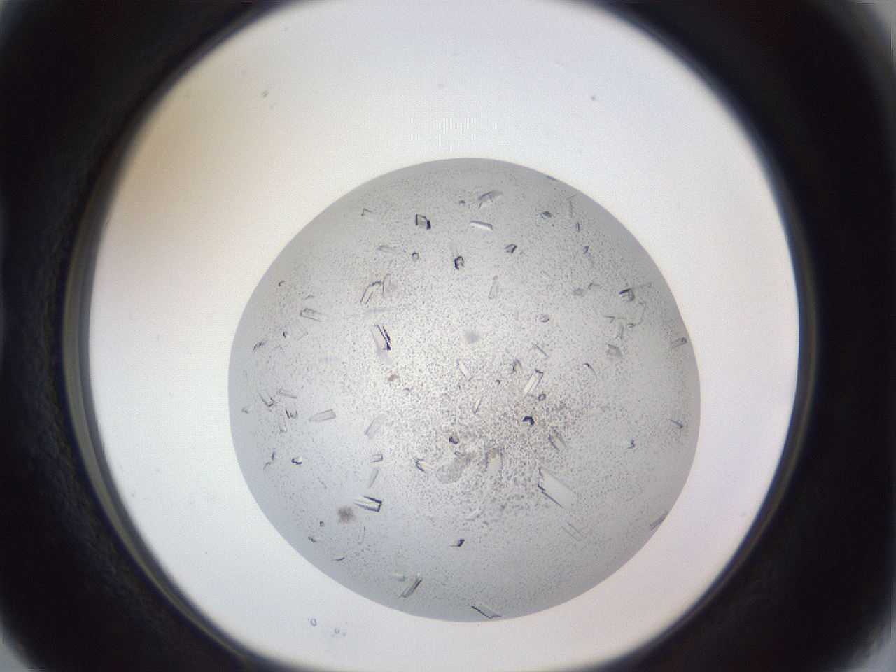 folderID202_plateID1202_batchID3452_wellNum15_profileID1_d1_r66477_ef.jpg
