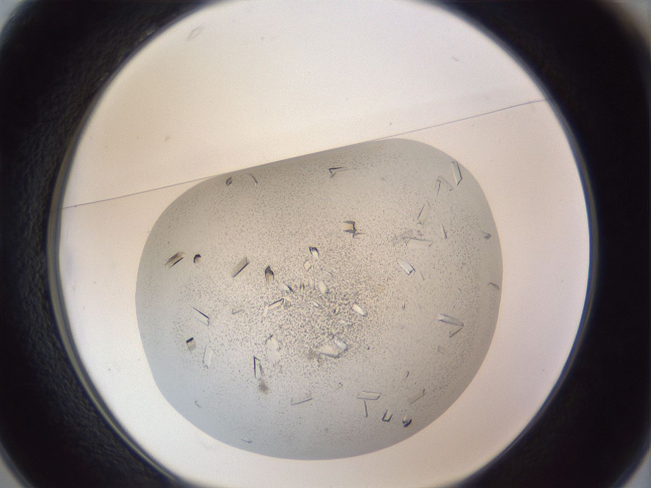 folderID202_plateID1202_batchID3452_wellNum25_profileID1_d1_r66487_ef.jpg