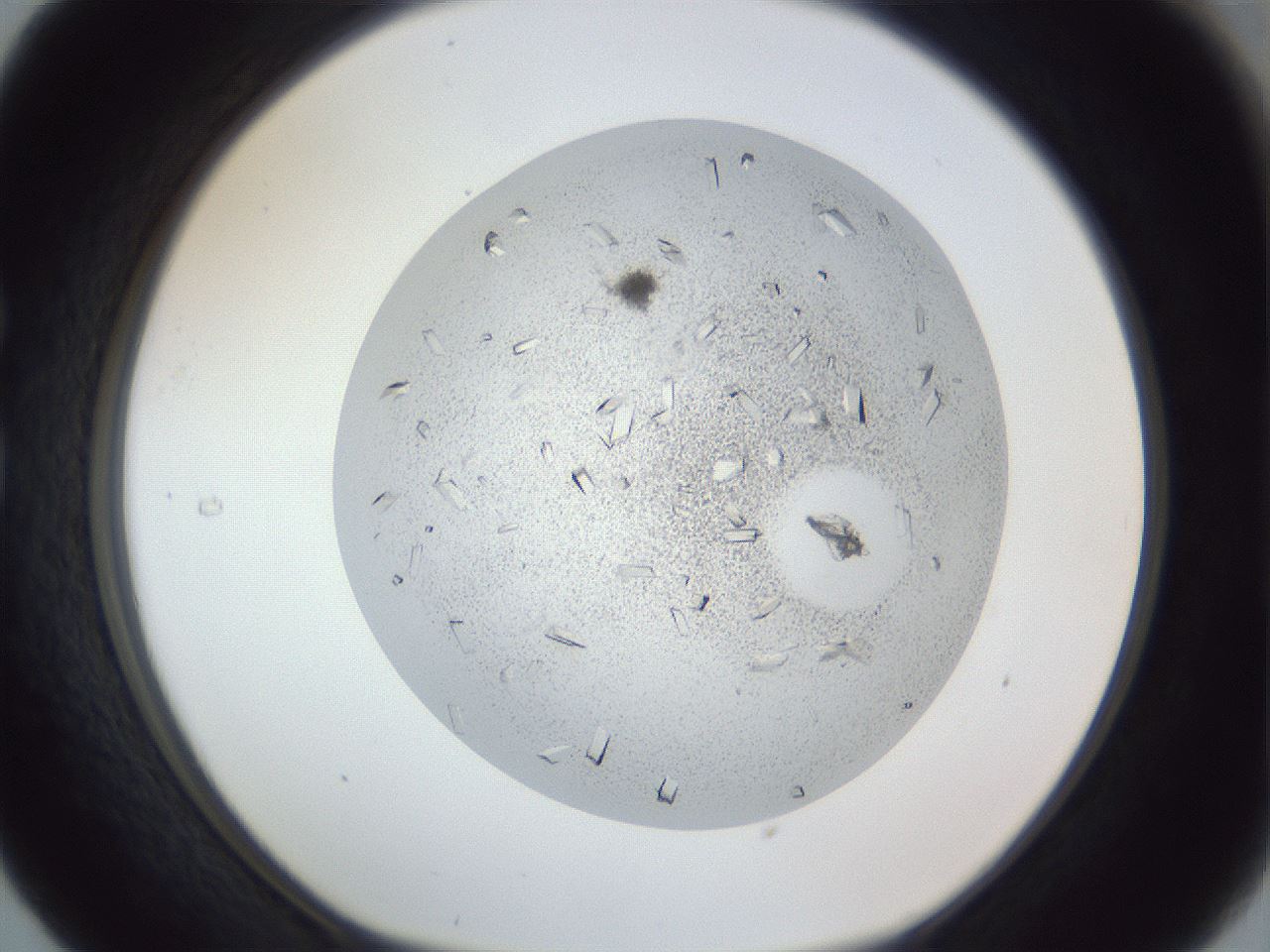 folderID202_plateID1202_batchID3452_wellNum29_profileID1_d1_r66491_ef.jpg