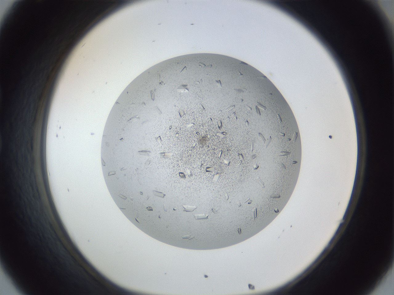 folderID202_plateID1202_batchID3452_wellNum32_profileID1_d1_r66494_ef.jpg