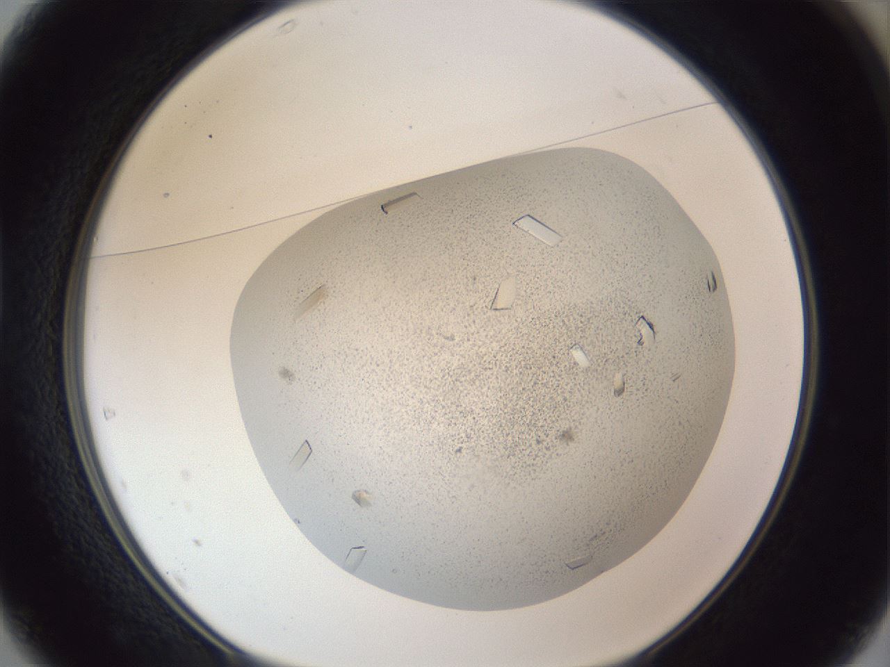 folderID202_plateID1202_batchID3452_wellNum37_profileID1_d1_r66499_ef.jpg